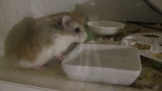 Roborovski Hamster drinking [upl. by Wit]