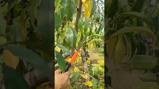 Pruning peach trees agriculture farm farming gardening garden villagelife trend trending [upl. by Eeimaj859]