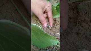 Non venomous snake cought between two fingers carefully । shorts snake nature [upl. by Domash308]