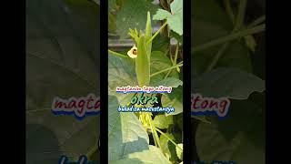 MAGTANIM TAYO NG OKRA gardening gardeningideas trendingshorts [upl. by Mulloy531]