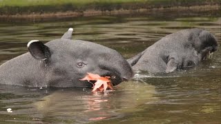 Zwemmende Maleise tapirs  Swimming Malayan tapirs  ZOO Antwerpen [upl. by Arakahs403]