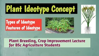 Plant Ideotype concept types of ideotype Features of ideotype [upl. by Atolrac866]