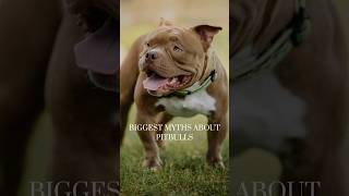 Biggest pitbull MYTHS dog funny cool viralvideo viralreels shorts doggies information [upl. by Malina]