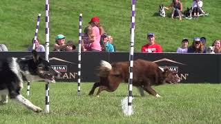 Incredible Dog Challenge 2024 National Finals Presented by Purina Pro Plan [upl. by Tom515]