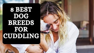 8 Best Dog Breeds for Cuddling [upl. by Airamzul]