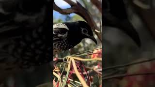 Regent Honeyeater Anthochaera phrygia [upl. by Mahmoud]