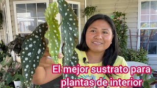 El mejor sustrato para plantas de interior  Como propagar plantas de agua a tierra [upl. by Aicenod906]