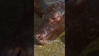 Dr Chris Brown Saves Unresponsive Newborn Calf 🥹 bondivet shorts cow calf farmanimals vet [upl. by Calabrese75]