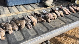 Mississippi opening day for dove season [upl. by Wrightson]