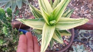 Aloe Nobilis Variegado una belleza de Aloe [upl. by Greyson]