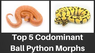 Top 5 Codominant Ball Python Morphs of 2018  Benjamins Exotics [upl. by Bernadine247]