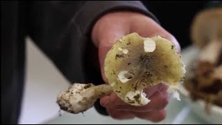 VIDÉO Poitiers  les conseils dune spécialiste pour une cueillette des champignons sans danger [upl. by Roban]