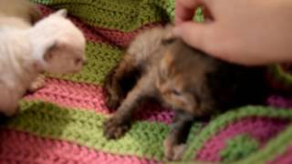 Chatterie du Berger Selkirk Rex [upl. by Downey]