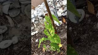 Abutilon megapotamicum  Flowering Maple Blooming From a Tiny Starter Plant After 2 Months [upl. by Leirbaj]