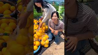 High yielding cucumbers Harvesting from farm 🥒🥰 shorts cucumber youtubeshorts [upl. by Zasuwa]