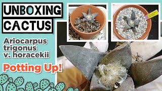 UNBOXING Ariocarpus trigonus v horacekii CACTUS  Includes the Repotting  MAY 2020 [upl. by Humph]