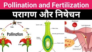 pollination and Fertilization परागण और निषेचन theory concept biology [upl. by Rhodes91]