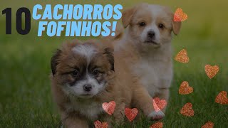 Descubra as 10 Raças de Cachorros Mais Fofinhas do Mundo [upl. by Admama]