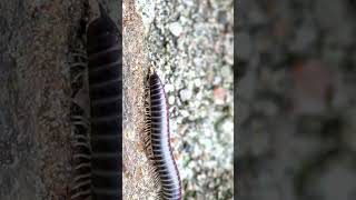 Millipede Walks ASMR  Millipede Walk 4k  Millipede walking sound effect [upl. by Danziger]