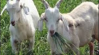 बकरियों को चराना जरूरी है क्यू goat farming National farmer [upl. by Bound]