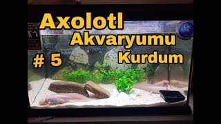 Axolotl Akvaryum Kurulumu 5 4K [upl. by Kila]