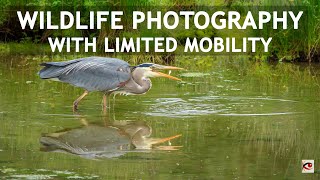 Wildlife Photography with Limited Mobility Using Gitzo Systematic Tripod and Fluid Gimbal Head [upl. by Judson]