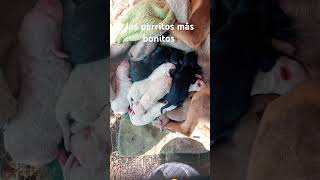 Están bien bonitos los perritos 😊😊 [upl. by Gavrielle962]