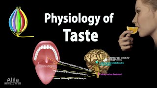 Taste Anatomy and Physiology Animation [upl. by Feeley391]