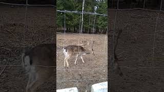 Wild deers near Vilnius Lithuania [upl. by Htrap95]