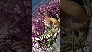 Традесканция  Spiderwort istanbul турция turkey путешествие travel travelvlog осеньautumn [upl. by Ruosnam]