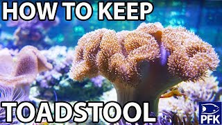 HOW TO KEEP TOADSTOOL CORAL  Sarcophyton sp [upl. by Enaed]