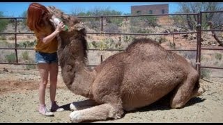 How to Cuddle With a Camel [upl. by Aelhsa]