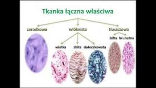 Tkanka łączna właściwa [upl. by Venus]