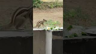 Squirreling away lunch [upl. by Andriette]