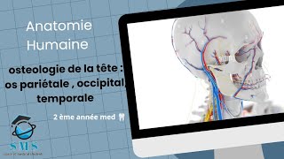 cours dosteologie de la têteos pariétale occipitaltemporale  module danatomie humaine [upl. by Nevuer]