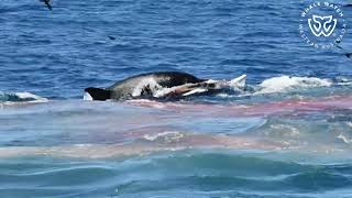 Killer Whale Hunt Straptoothed Beaked Whale  23124 [upl. by Ellehsem]