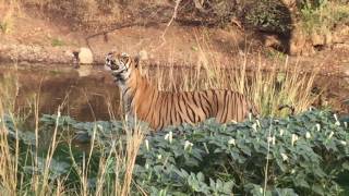 Attack on Deer By Tiger at Zone 5 in Ranthombore  4th May 2017 [upl. by Kraus177]