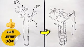 How to draw nephron diagram  easy way to draw nephron diagram [upl. by Aihsetal]