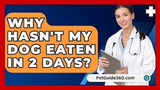 Why Hasnt My Dog Eaten In 2 Days  PetGuide360com [upl. by Attelra991]