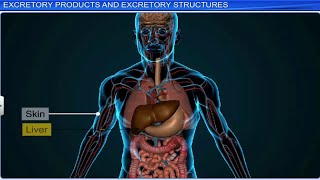 CBSE Class 11 Biology  Excretory Products and Their Elimination  Full Chapter  By Shiksha [upl. by Cad]