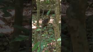 RARE PADEMELON IN AUSTRALIAN JUNGLE forest animals explore [upl. by Irah227]