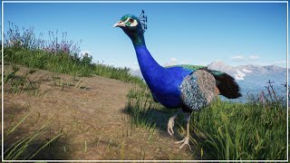 Building a Cozy Farm Market with FREE ROAMING Peafowls  Planet Zoo Farmstead on a Mountain  Ep 4 [upl. by Curran]