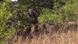 Proceed with Caution When Sighting Elephants in the Wild [upl. by Enalb]