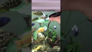 Nourriture cichlidés Malawi Comment nourrir cichlides cichlids African Africain [upl. by Yuk]