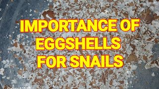 THE IMPORTANCE OF EGGSHELLS AS CALCIUM FOR ACHATINA MARGINATA LAND SNAILS [upl. by Madaih]