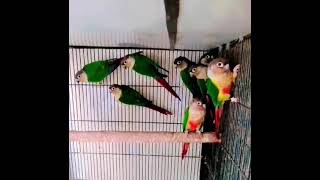 Yellow sided red factor conur parrots [upl. by Esilenna]