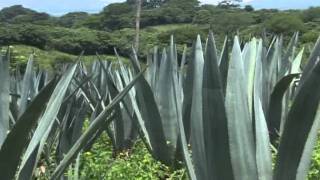 EL AGAVE O MAGUEY [upl. by Cart]