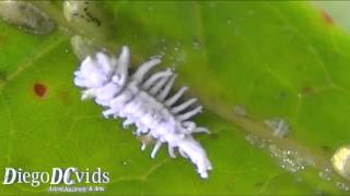 Mealybug species Coccoidea  Pseudococcidae Cochonilha [upl. by Blanc]