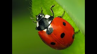 Coccinelle 🐞 Coccinella septempunctata Coccinellidae 🐞 Ladybugs [upl. by Nesmat16]