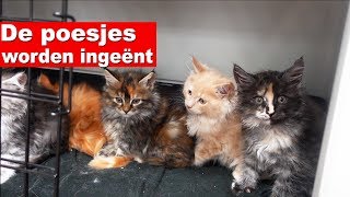 ONZE POESJES WORDEN INGEËNT 🐈🐱  De Nagelkerkjes 84 [upl. by Lala]